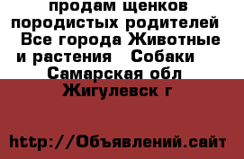 продам щенков породистых родителей - Все города Животные и растения » Собаки   . Самарская обл.,Жигулевск г.